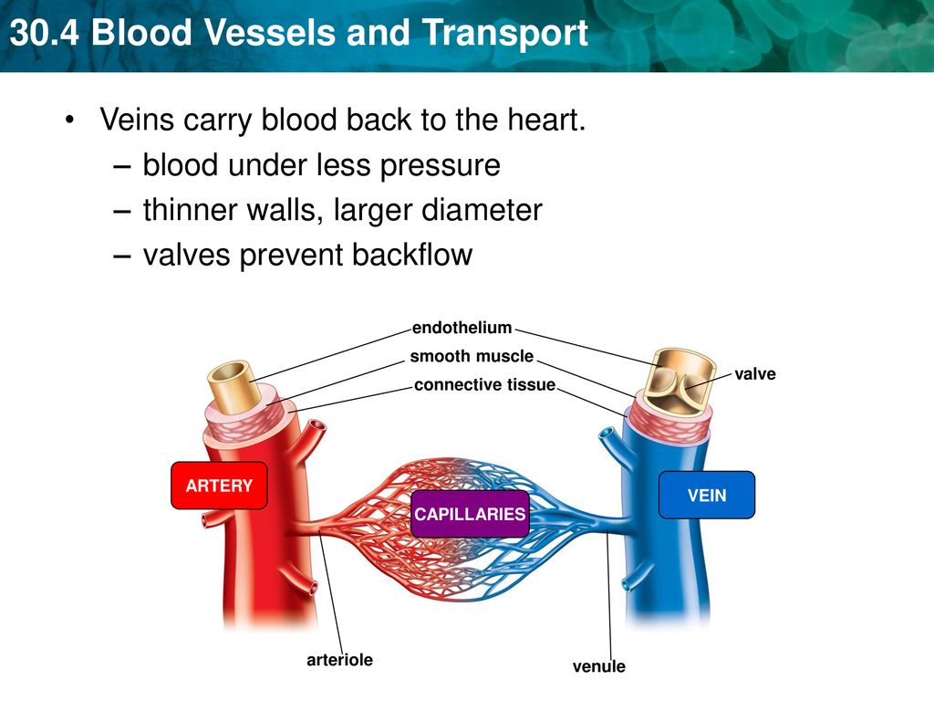 Carry blood back to the heart discount